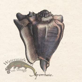 Merian Shell 3